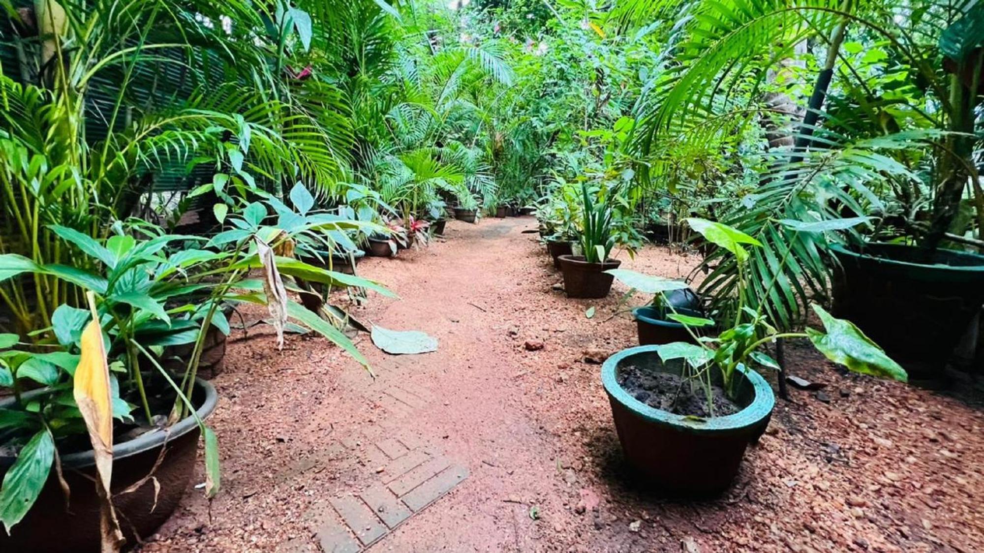 Sigiri Kp Family Home سيغيرِيا المظهر الخارجي الصورة